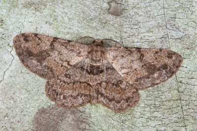 月斑灰褐尺蛾 Hypomecis punctinalis glos 雄蟲