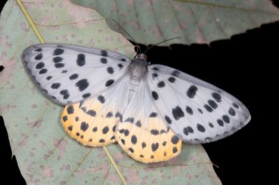 裡黃星尺蛾 Arichanna jaguararia wangi 雌蟲