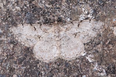 深山碎紋擬霜尺蛾 Psilalcis menoides 雄蟲