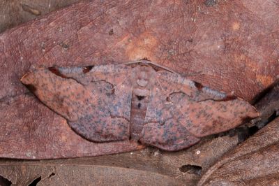 吸淚斑尺蛾 Hypochrosis baenzigeri 雄蟲
