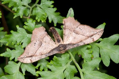 黃鉤尺蛾 Hyposidra infixaria 雄蟲