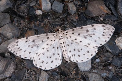 大胡麻斑星尺蛾 Antipercnia cordiforma 雌蟲