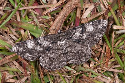 黑齒紋灰褐尺蛾 Hypomecis roboraria amplaria 雌蟲