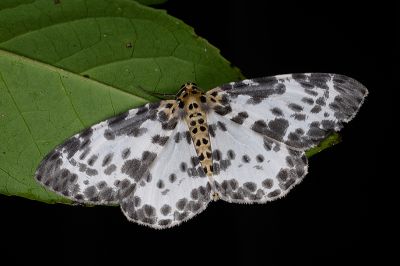 雙胡麻斑星尺蛾 Percnia luridaria nominoneura 雌蟲