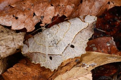 雙黑斑帶尾尺蛾 Chiasmia monticolaria notia 雌蟲