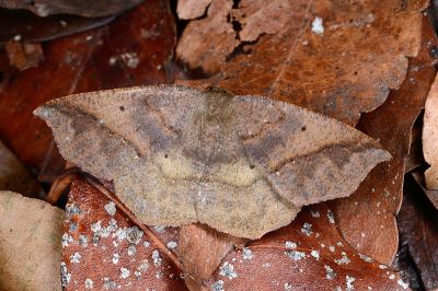 褐小尖尺蛾 Nadagara umbrifera 雌蟲