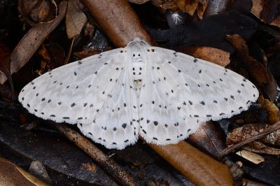 串點後星尺蛾 Metabraxas rubrotincta 雄蟲