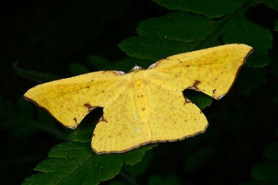 細紋圓窗尺蛾 Corymica spatiosa 雌蟲