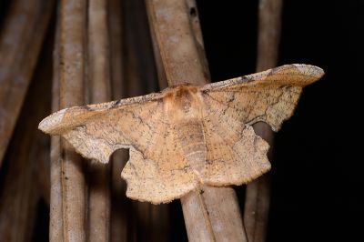 褐缺口尺蛾 Fascellina chromataria 雌蟲