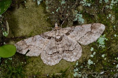 汙褐鋸尺蛾 Cleora alienaria 雌蟲