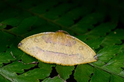 紫紅斑隱尺蛾 Heterolocha coccinea 雄蟲