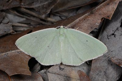 白緣四點綠尺蛾 Aplochlora viridis 雄蟲