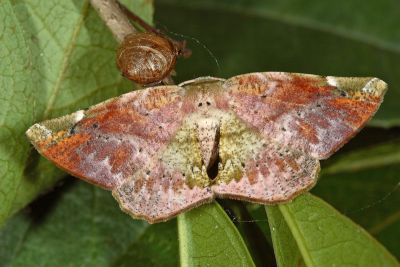 污紋鈎角尺蛾 Agaraeus discolor