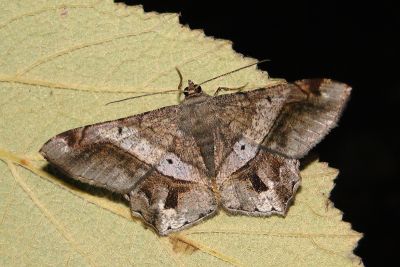 污帶帶尾尺蛾 Chiasmia inchoata 雄蟲