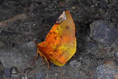 黑頂斑黃普尺蛾 Pseudomiza leucogonia 雌蟲