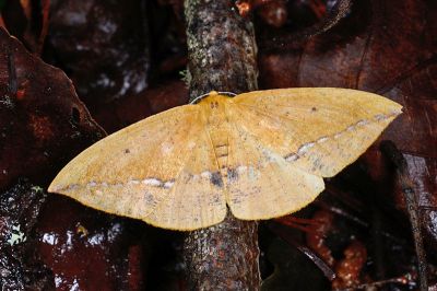 銀線珀尺蛾 Polyscia argentilinea changi 雌蟲