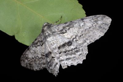 腎斑尺蛾 Ascotis selenaria imparata 雌蟲