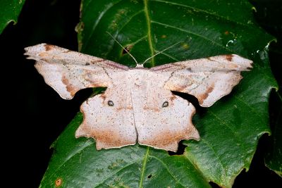 空點雙尾尺蛾 Gonodontis pallida 雌蟲