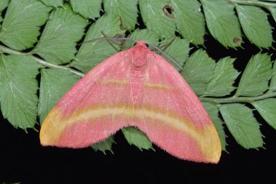 黃帶朱色彩斑尺蛾 Achrosis pulchra 雄蟲