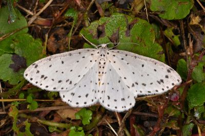 胡麻斑星尺蛾 Xenoplia trivialis 雄蟲