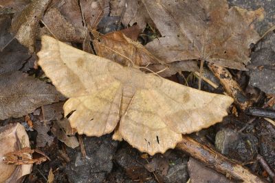 福極尺蛾 Acrodontis fumosa 雄蟲