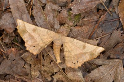 福極尺蛾 Acrodontis fumosa 雄蟲