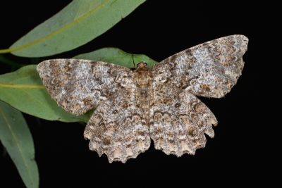 異大褐尺蛾 Amblychia sauteri 雌蟲