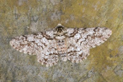 霜點突峰尺蛾 Biston marginata 雄蟲