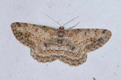月斑灰褐尺蛾 Hypomecis punctinalis glos 雌蟲