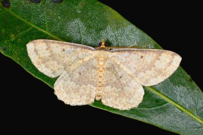 雙鋸黃尺蛾 Synegia pallens abeliae 雄蟲