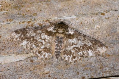 霜點突峰尺蛾 Biston marginata 雄蟲