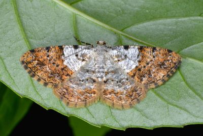 白基擬霜尺蛾 Psilalcis albibasis 雌蟲