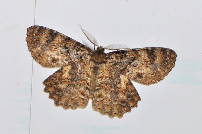 異大褐尺蛾 Amblychia sauteri 雄蟲
