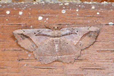 臺灣小弭尺蛾 Menophra taiwana 雌蟲