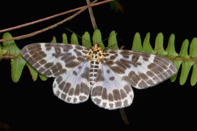 雙排緣尺蛾 Pogonopygia nigralbata 雌蟲