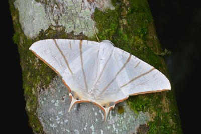 白寬尾尺蛾 Ourapteryx clara formosana 雌蟲