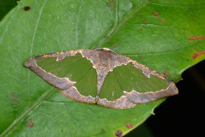 綠紋尺蛾 Celenna festivaria formosensis 雄蟲