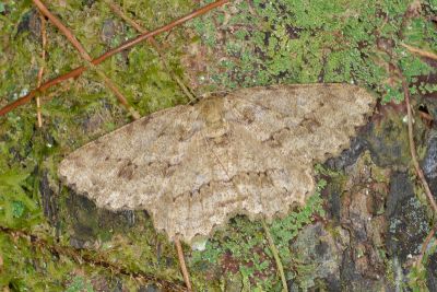 淡猗尺蛾 Ectropis bhurmitra 雌蟲
