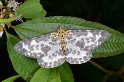 雙胡麻斑星尺蛾 Percnia luridaria nominoneura 雄蟲