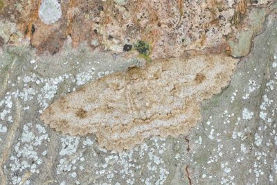 淡猗尺蛾 Ectropis bhurmitra 雌蟲