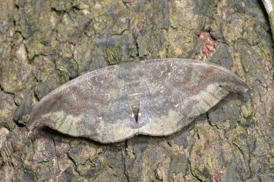 黯鉤尺蛾 Hyposidra aquilaria 雌蟲