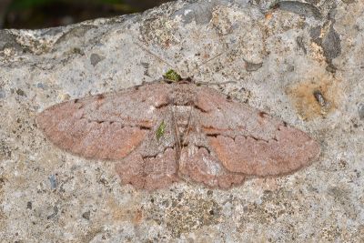 斜紋褐尺蛾 Hypomecis obliquisigna 雌蟲