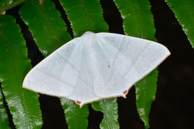 白短尾尺蛾 Ourapteryx caecata 雌蟲