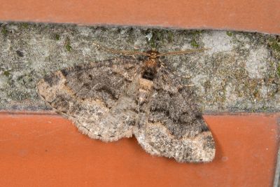 姬三線猗尺蛾 Anectropis fumigata 雄蟲