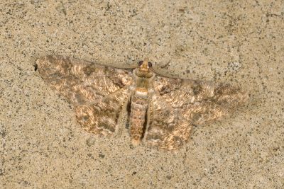 汙褐鋸尺蛾 Cleora alienaria 雄蟲