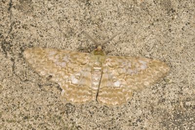 褐鋸尺蛾 Cleora repulsaria 雄蟲