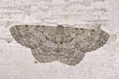 暗紋褐尺蛾 Hypomecis monotona 雌蟲