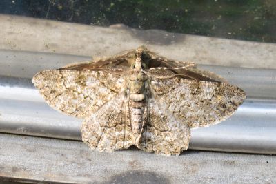褐鋸尺蛾 Cleora repulsaria 雄蟲