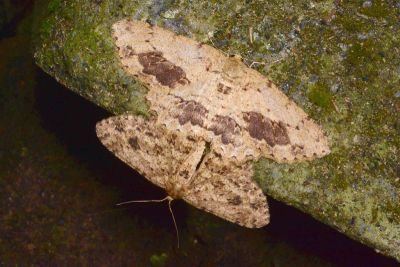 淡猗尺蛾 Ectropis bhurmitra 交尾中個體