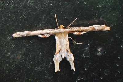 尖嘴摺翅尺蛾 Apochima praeacutaria 雄蟲